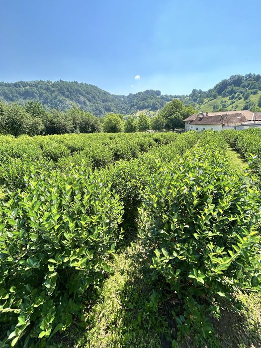 Cazare la munte, Lazuri de Roșia, Judetul Bihor
