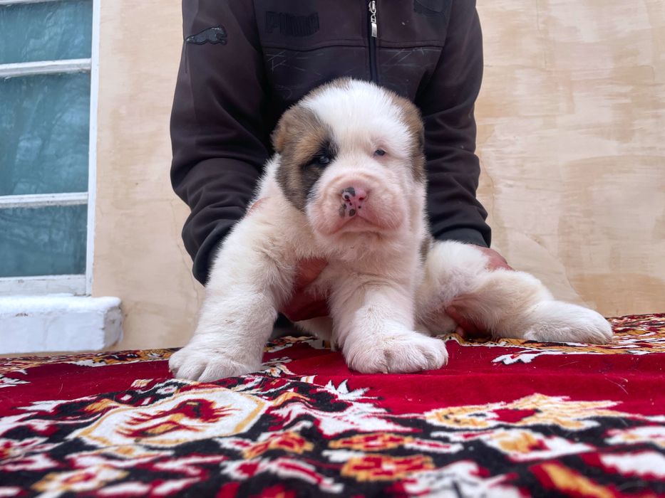 Щенок Алабая ( Супер Гигант )