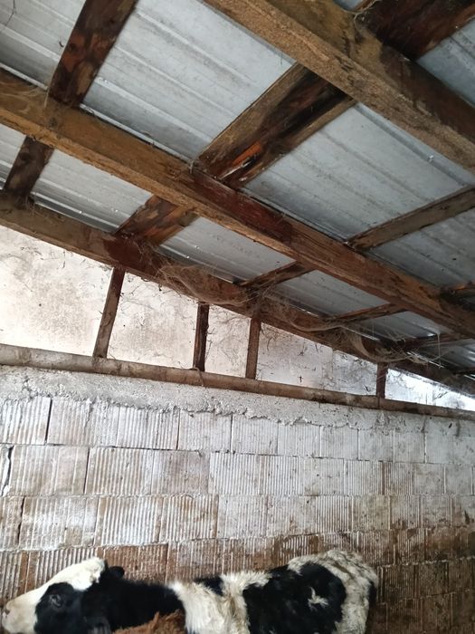 De vanzare 5 bucăți