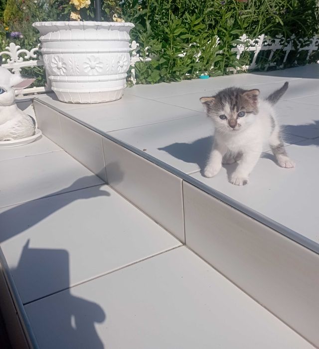 Подарявам коте