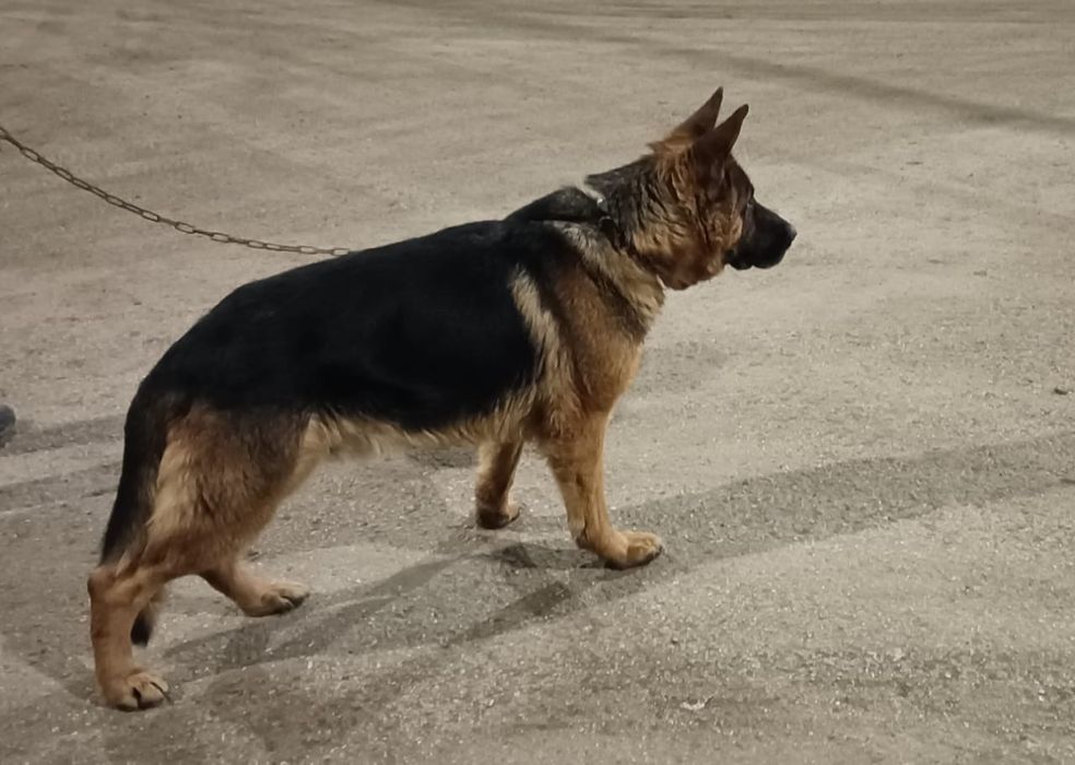 Продаётся кобель немецкой овчарки!