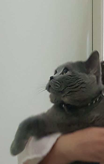 Вязка кота британца опытный!