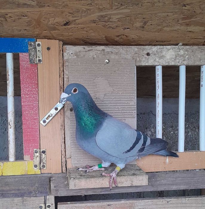 De Vânzare Porumbei Voiajori