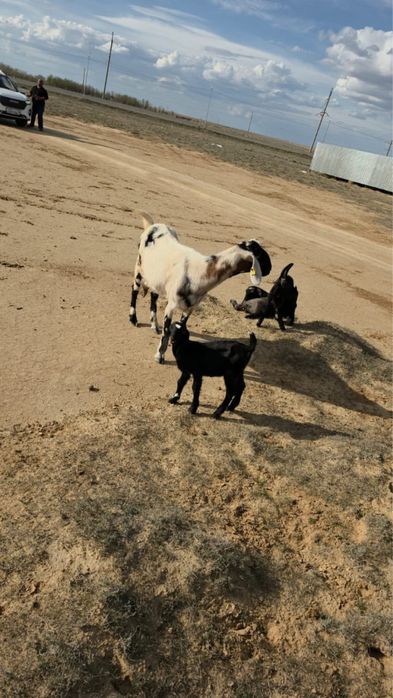 эшки уш баламимен