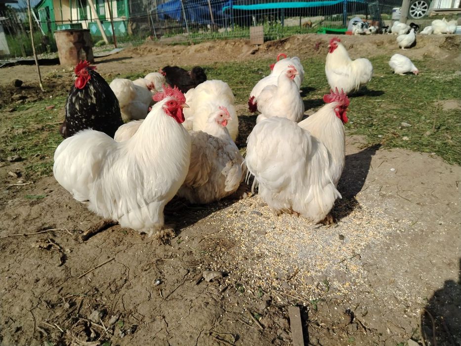 Pui Cochinchina pitic