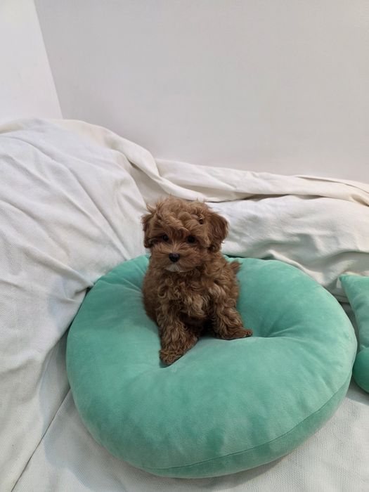 Maltipoo Korean teacup,  mini toy