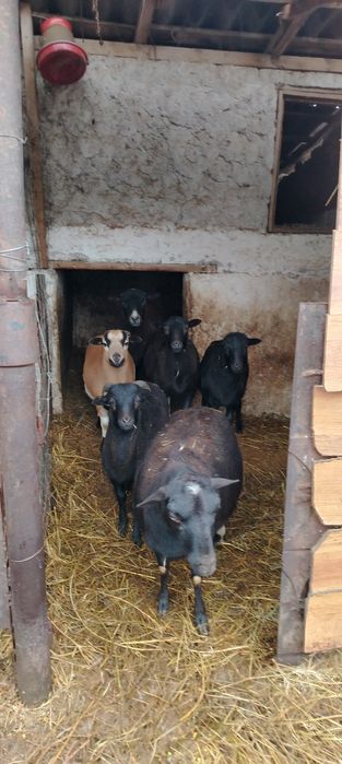 Vind oi de carne, oile sunt gestante  nu sunt de taiat