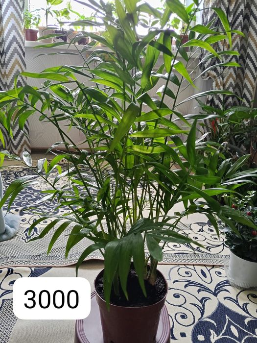 Домашние светы на продаж