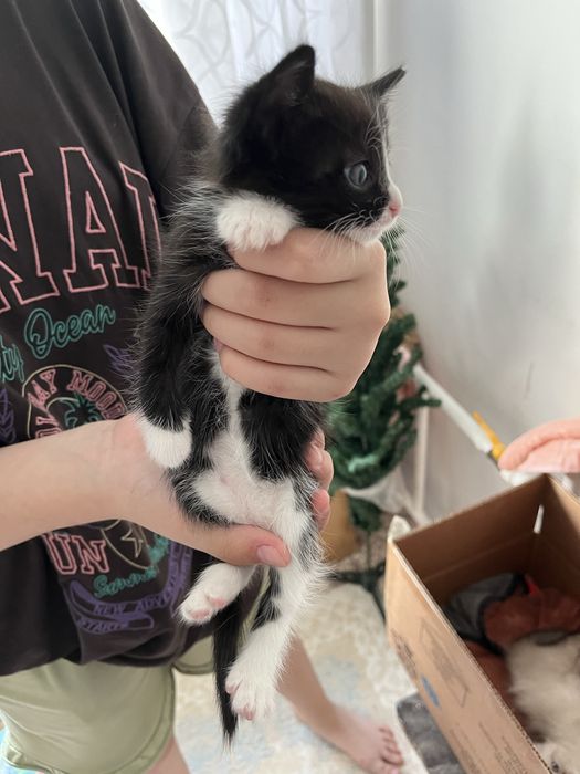 Котята кому надо 1месяц