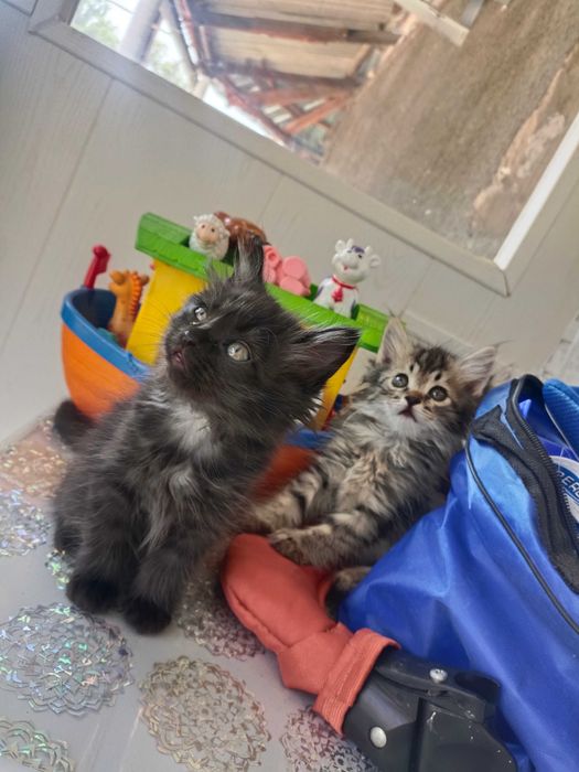 Котята в хорошие руки