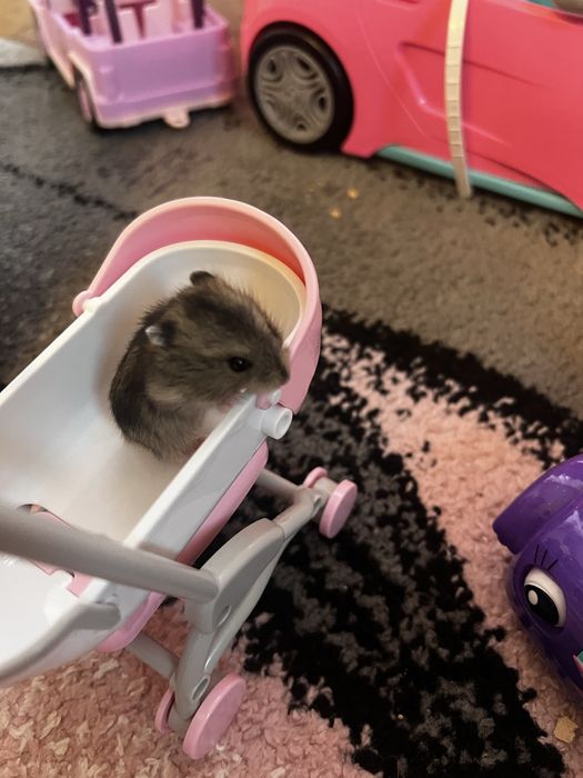 Hamster pitic de vanzare