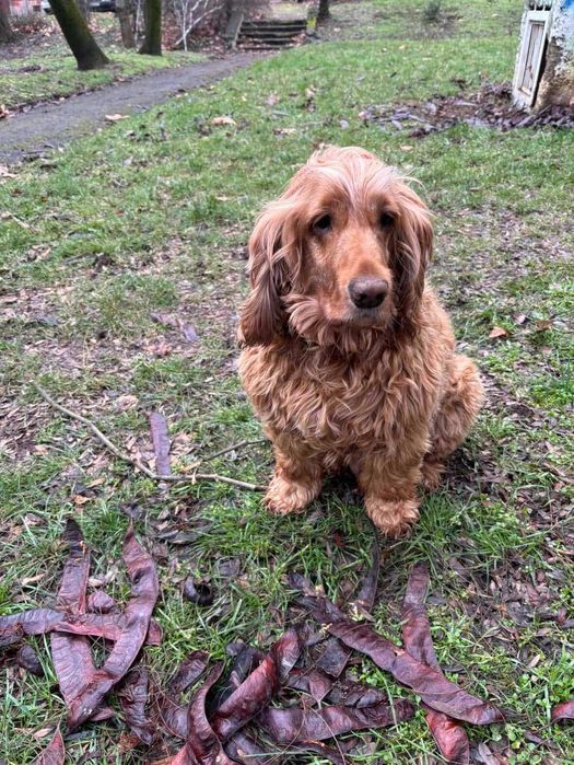 Разходка на кучета