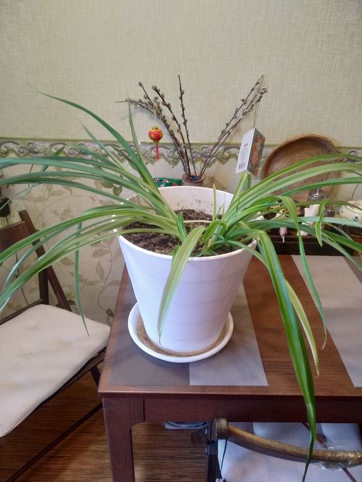 Продам комнатные цветы.