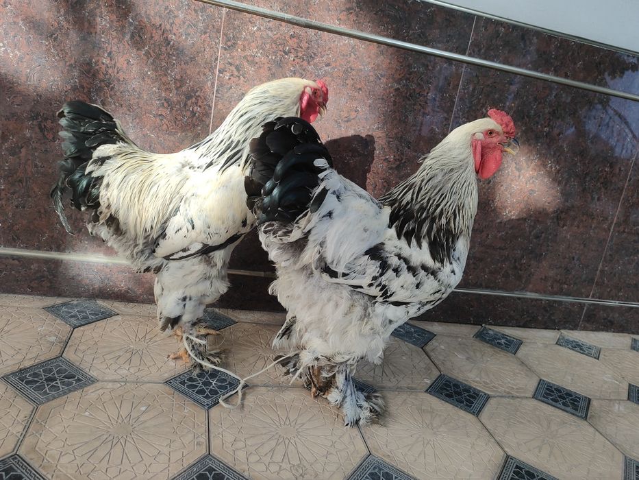 Brama horoz sotiladi