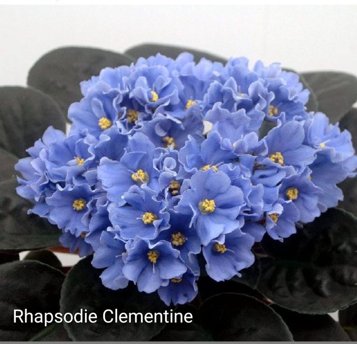 Фиалки распродажа