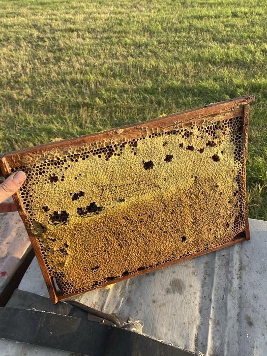 Продам осотовый мёд