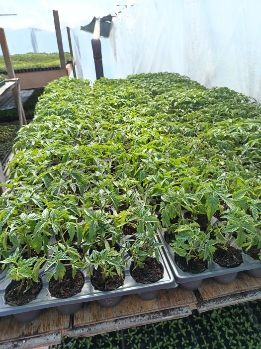 Răsaduri de legume profesionale