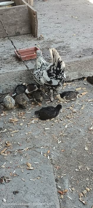 Cocoșei ,găinușe și pui americani