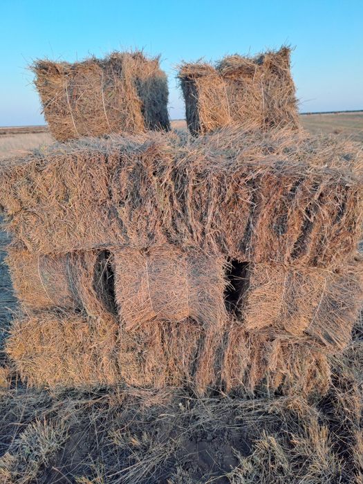 Сено в тюках житняк,  разнотравие.