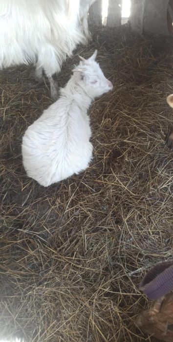 Schimb o capra cu ieduța pe una afara