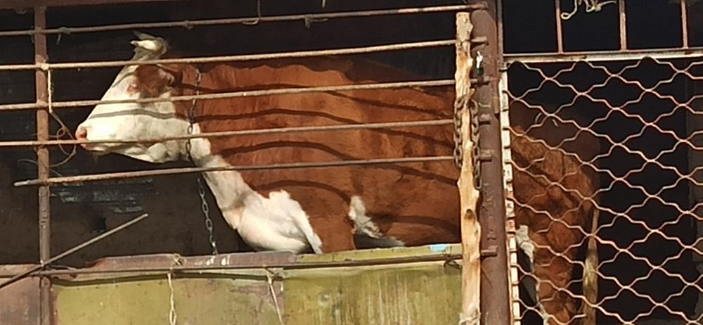 Карова на откорме