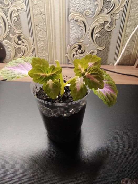 Укоренившийся черенок Колеуса Блюме.