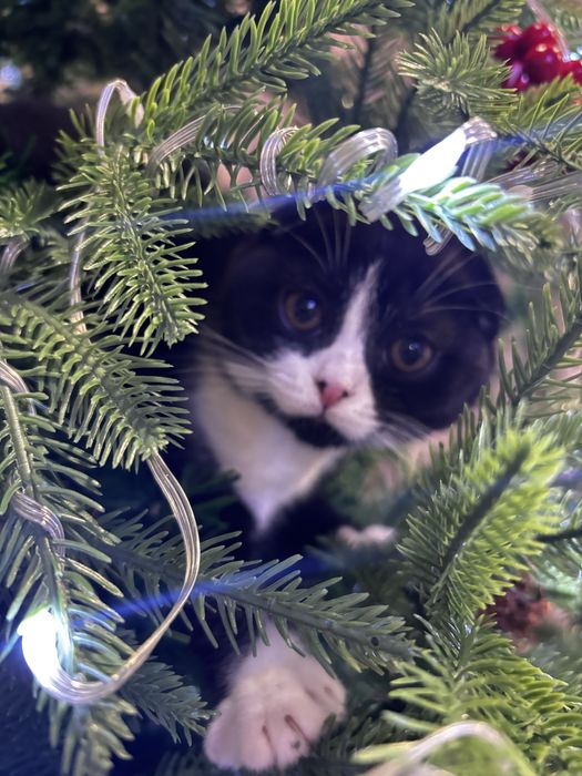 Продам котят британцы