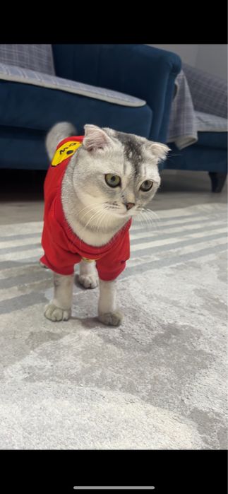 Стерлизованная шотландка