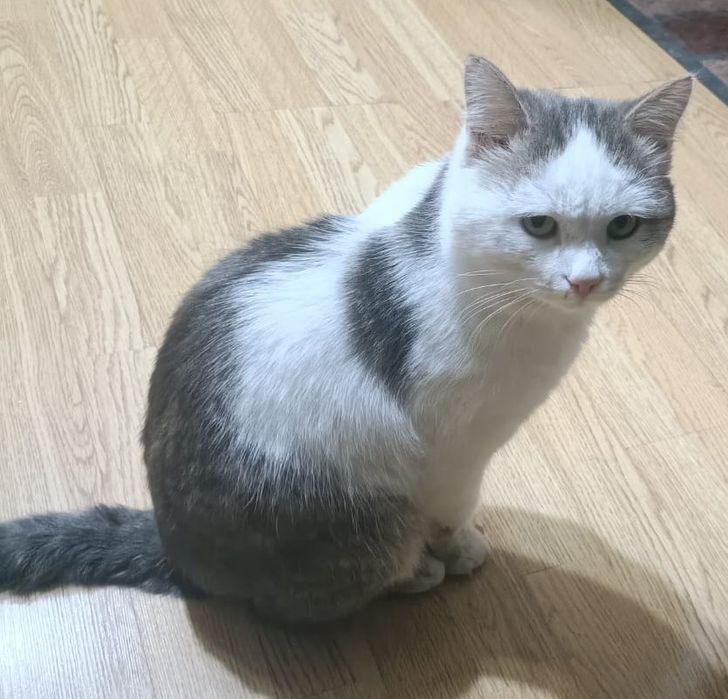 Отдам молодого котика