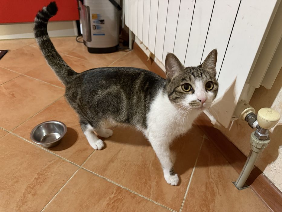 Котенок Baks $$$
