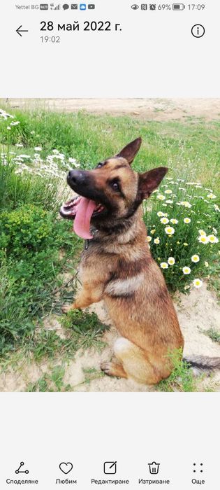 Малки кученца малиноа