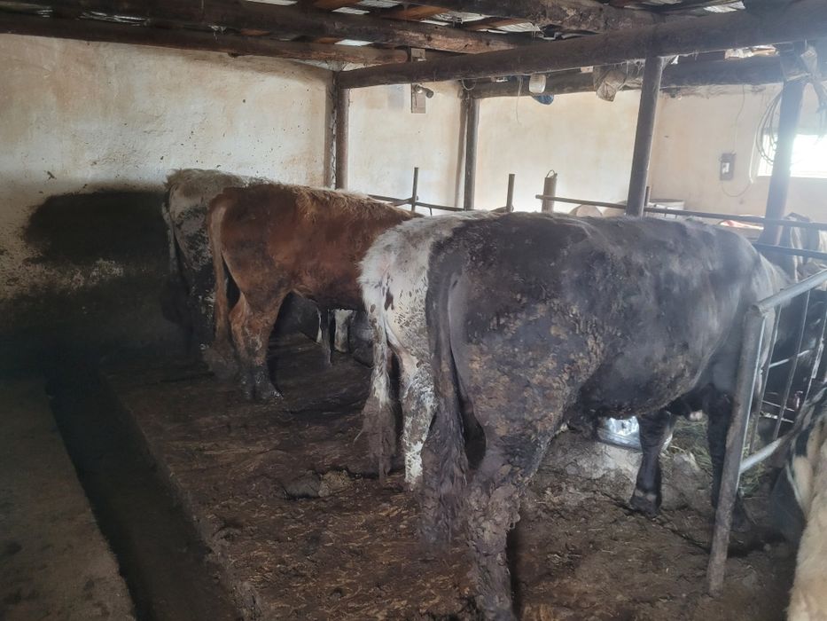 Продам быков на племя