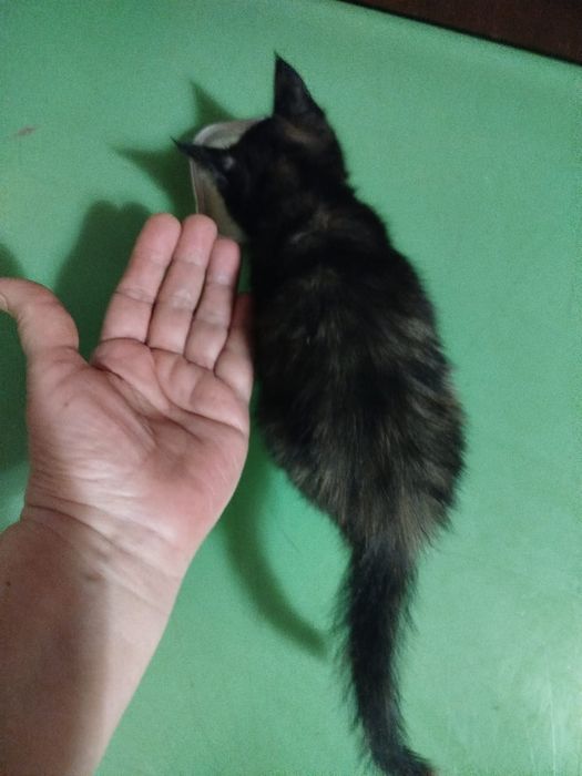 Котёнок девочка,срочно в добрые руки