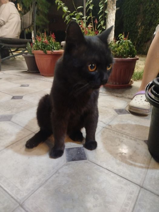 Котик ищет дом!!