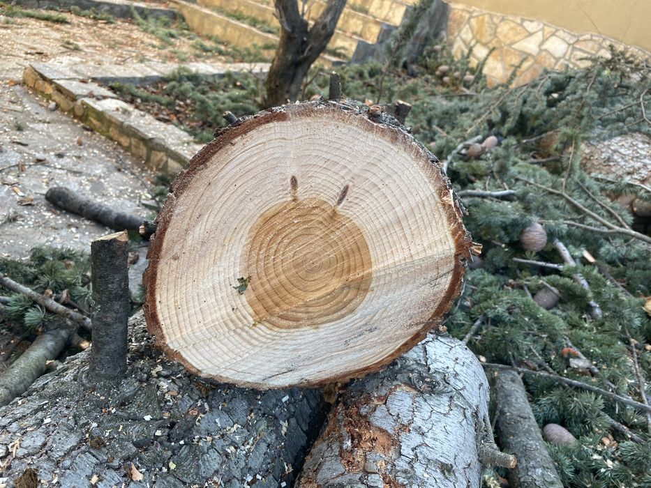 Трупа от Ливански Кедър