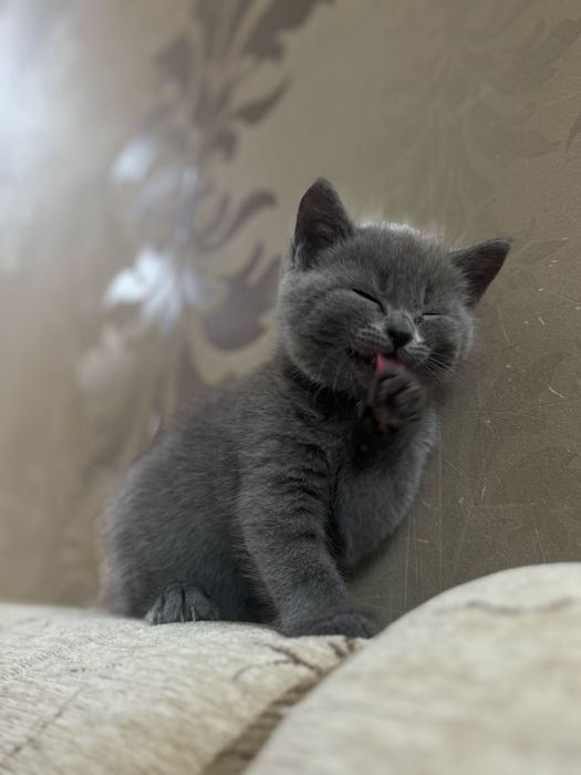 британский котенок ( девочка )