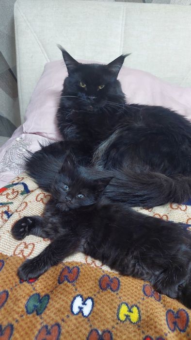 Комочек счастья ищет самые добрые  ручки!