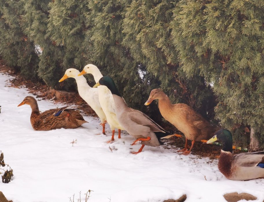 Rațe indiene alergătoare (pereche)