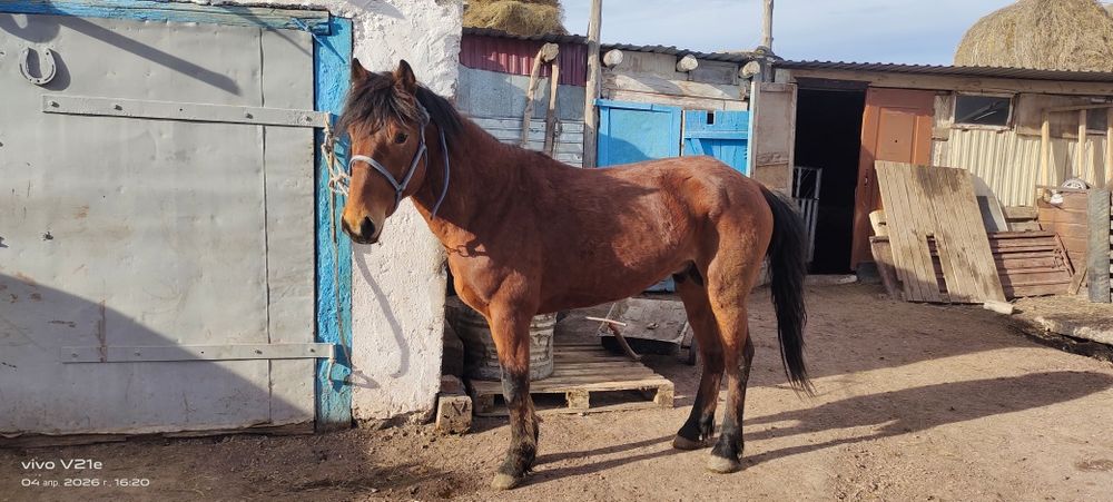 4Жасар айғыр сатылады