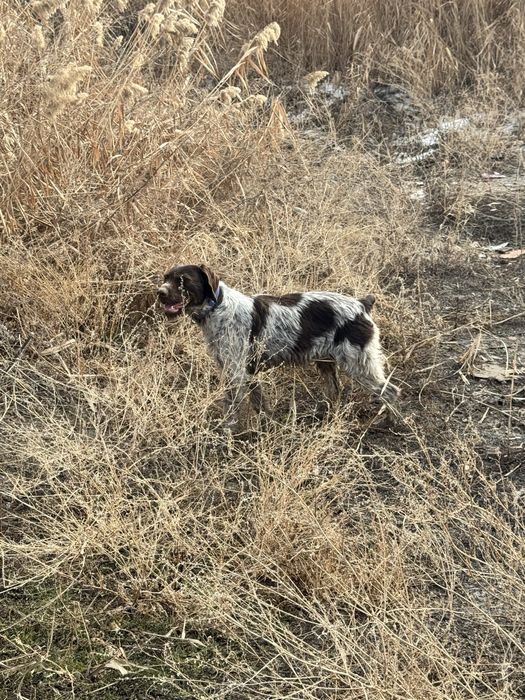 Дратхаар Девочка