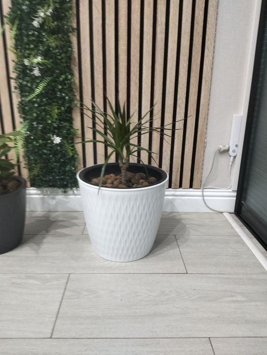 Продам комнатные цветы