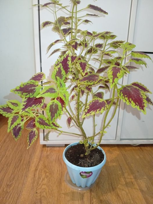 Колеус 3000 тенге