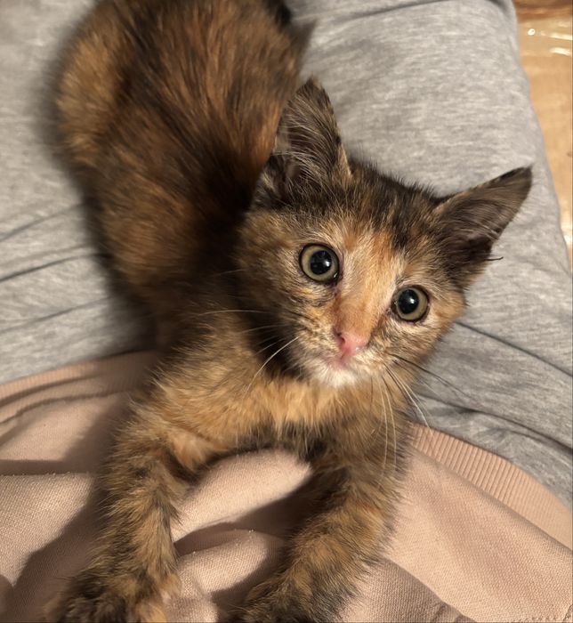 Красивый котёнок