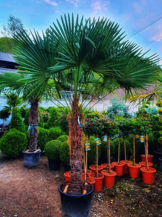 Maslini, palmieri, yucca, cactus, cycas, trachycarpus fortunei.