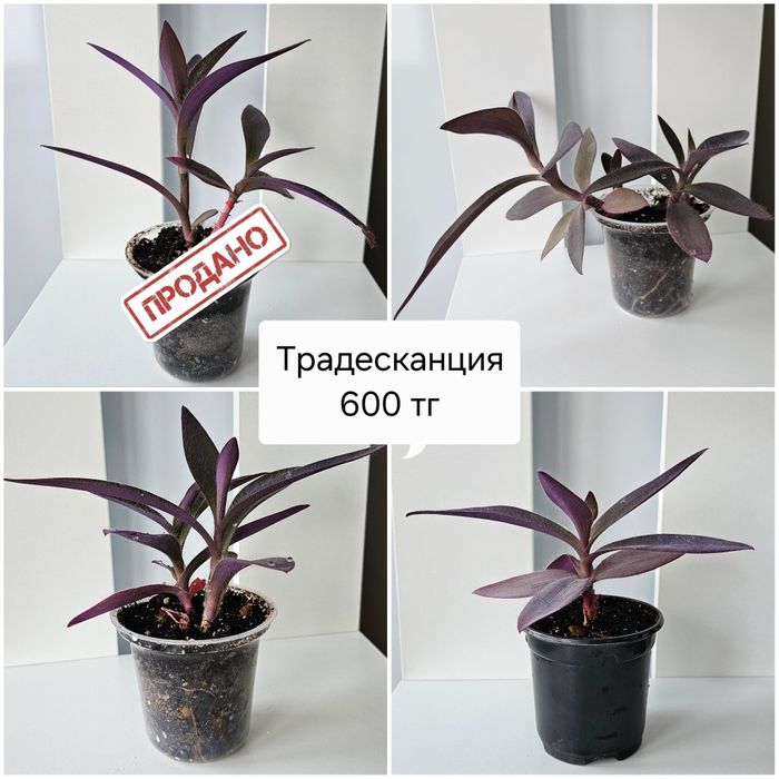 Цветы и растения