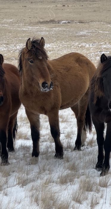 Мугалжар 3 года жеребец