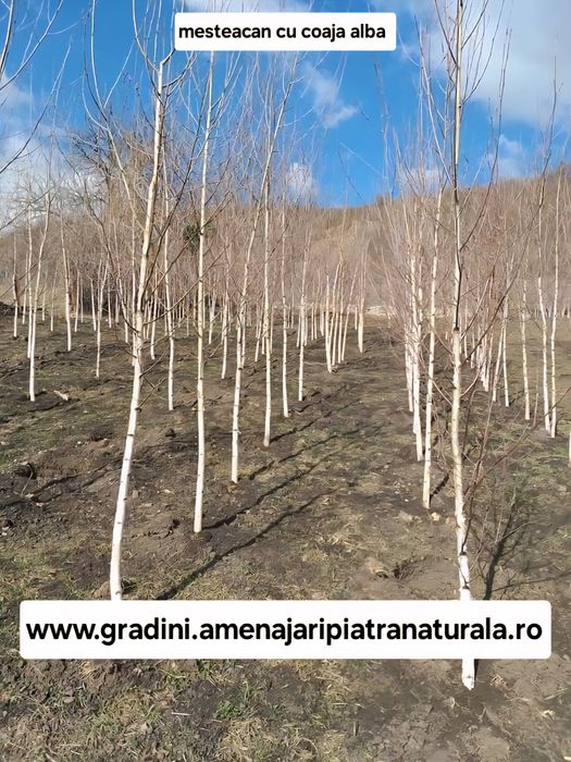 Mesteacan alb, tei argintiu, stejar verde, platani, frasin