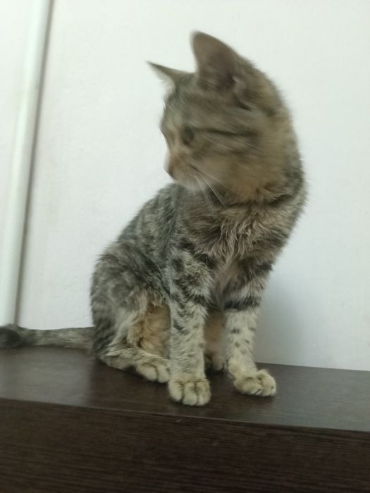 Кошечка 4-5 месяцев.