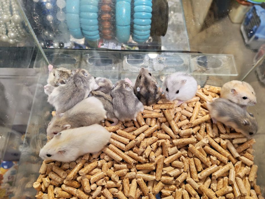 Хомяк джунгарский