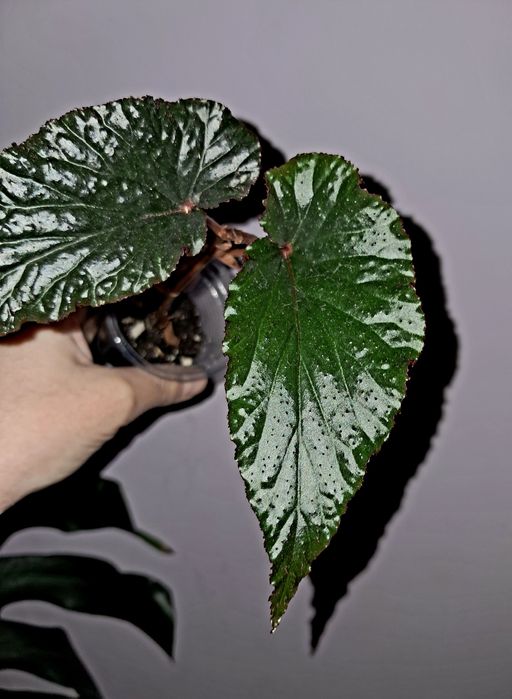 Бегония Арабиан Сансет